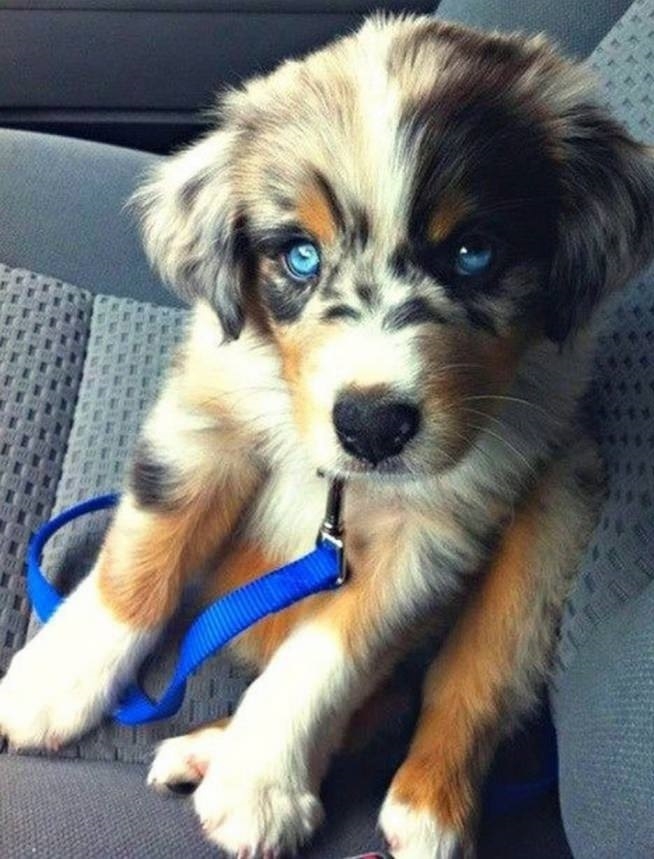 Husky + Retriever