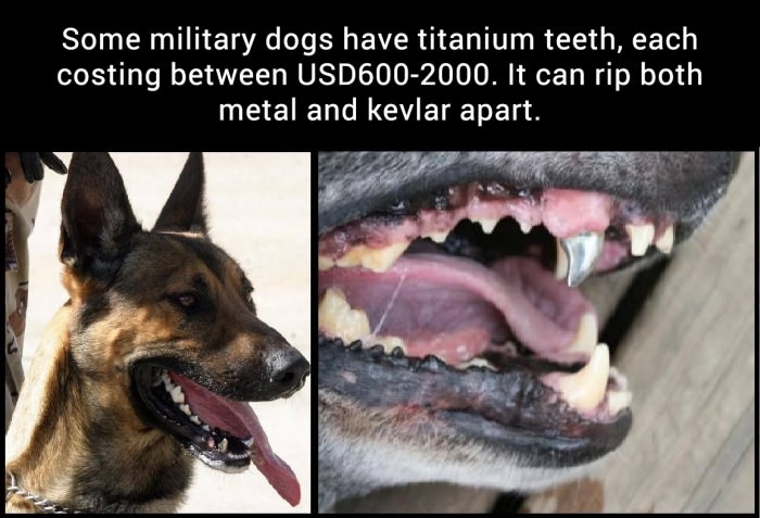 Military dogs
