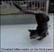 Paraplegic kitten