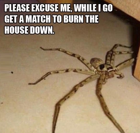 Scariest spider ever