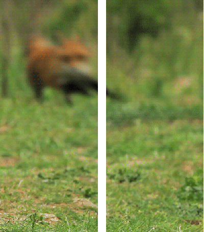 Fox coming through!