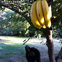 Oh! Bananas!