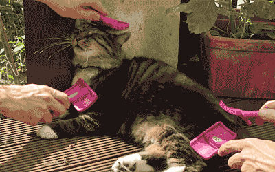 Cat care