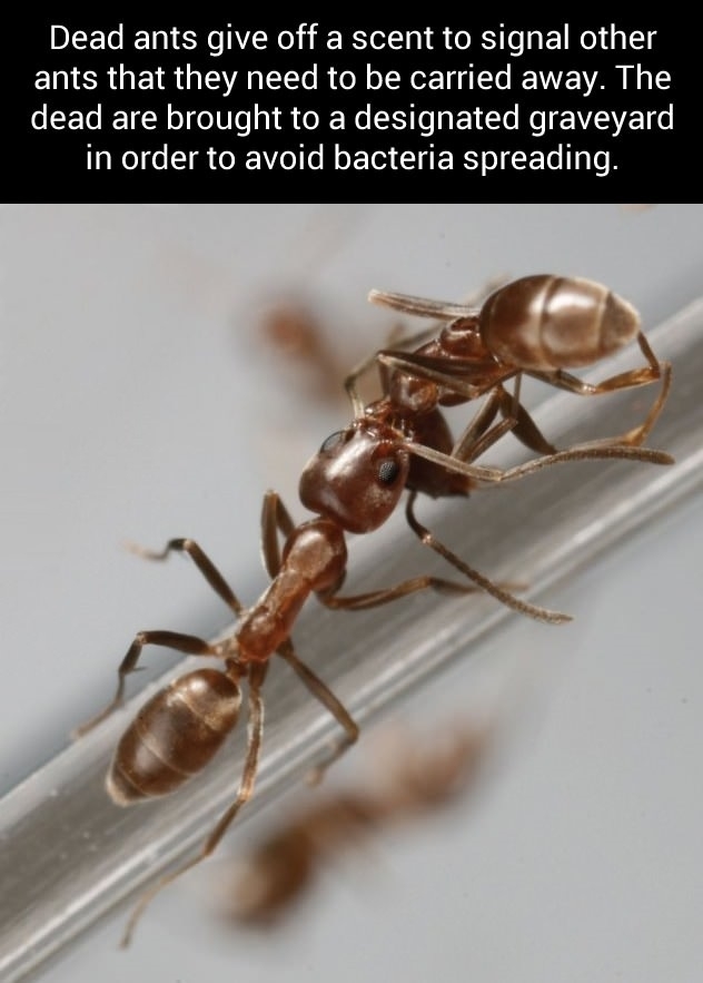 Feel bad for killing them