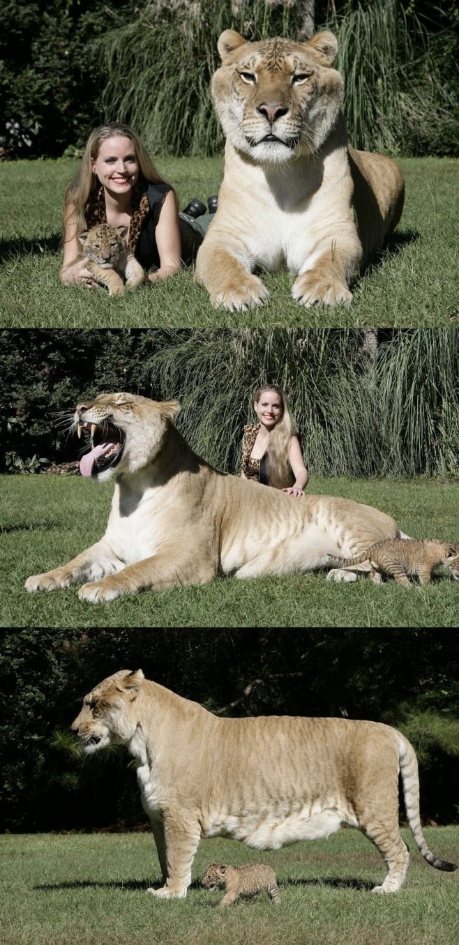 World's Largest Liger