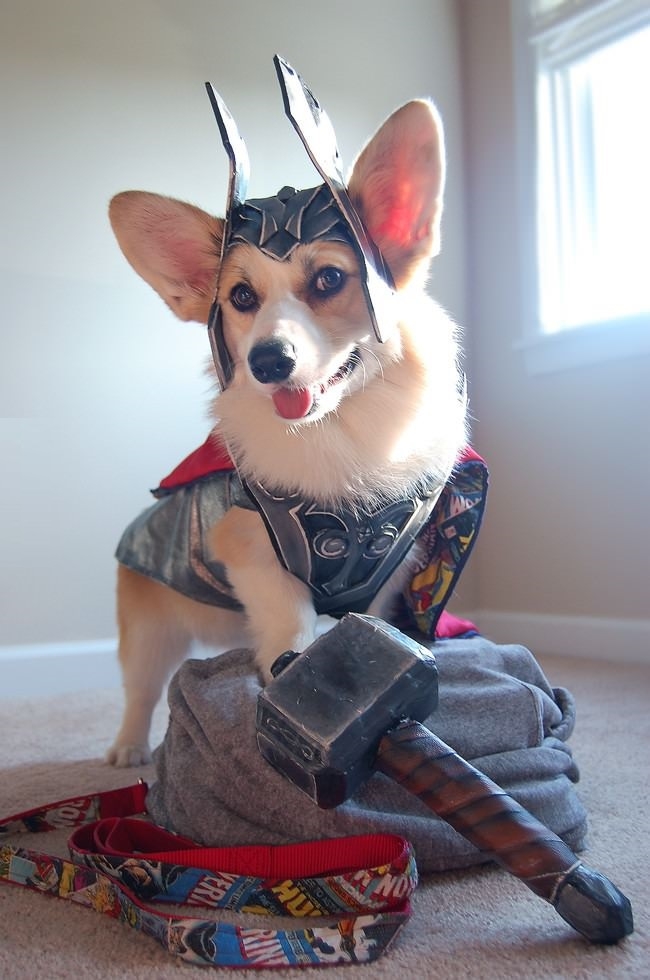 Corgi + Thor = Thorgi!