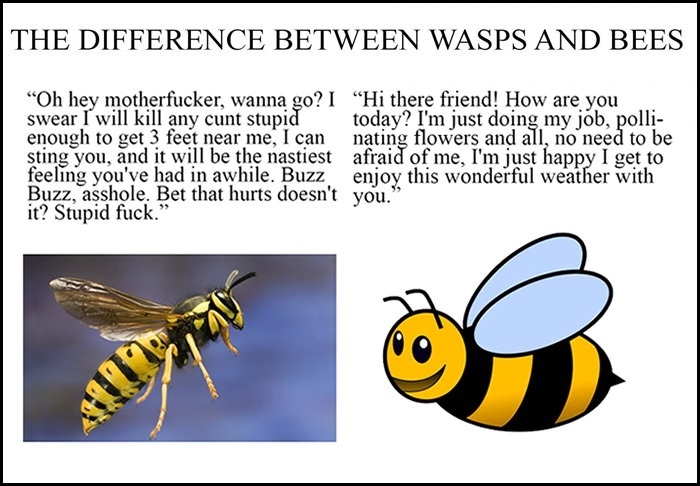 Wasps and bees