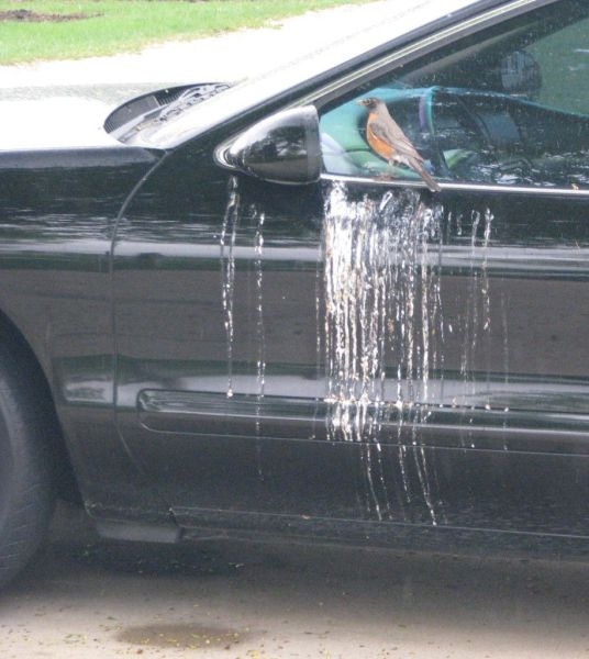 Bird Hates Car