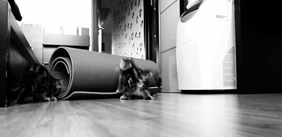 Because kittens