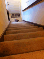 Bunny climbing stairs
