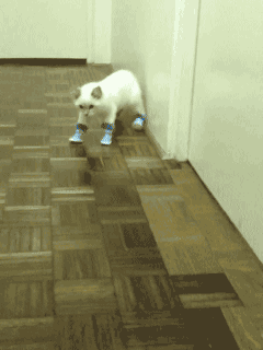 Kitty Boots