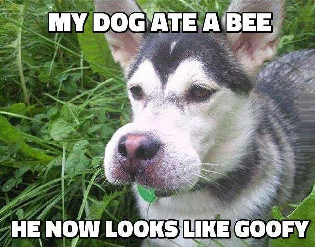 My dog ate a bee