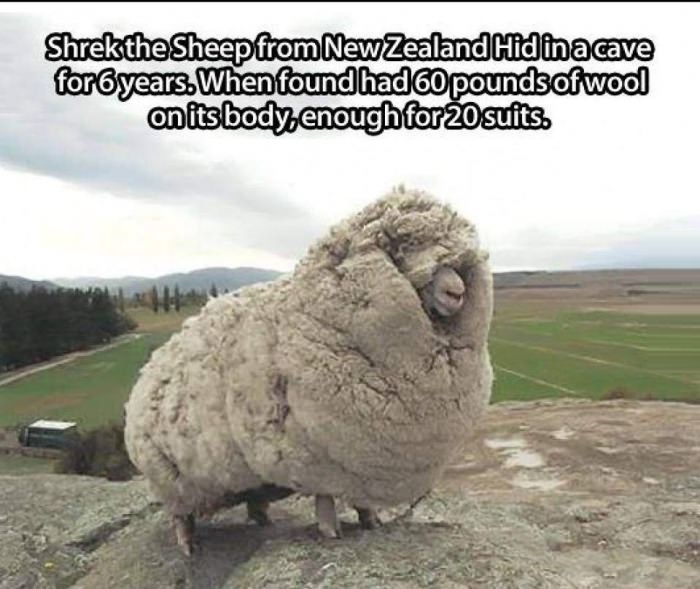 Shrek the sheep