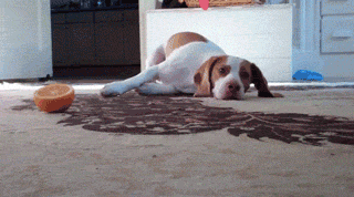 Dog vs Citrus