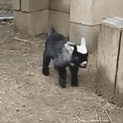 Lamb having hiccups