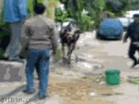 Ninja cow