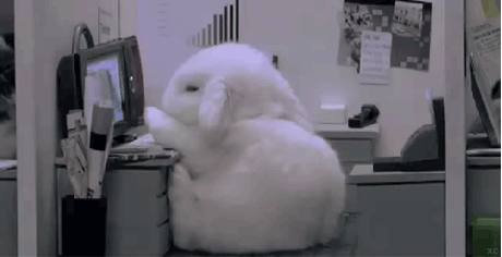 Sleepy bunny is sleepy
