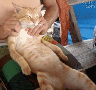 Kitty enjoying massage