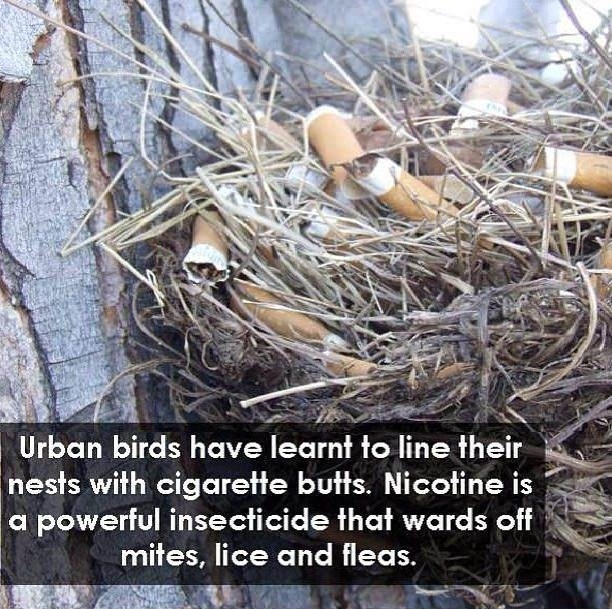 Smart birds