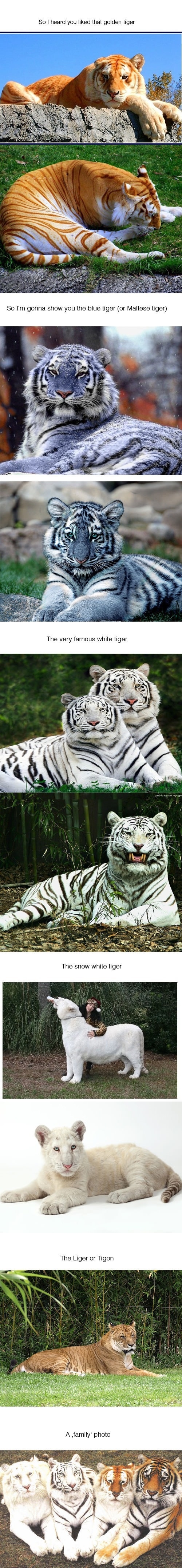 Heard you like tigers