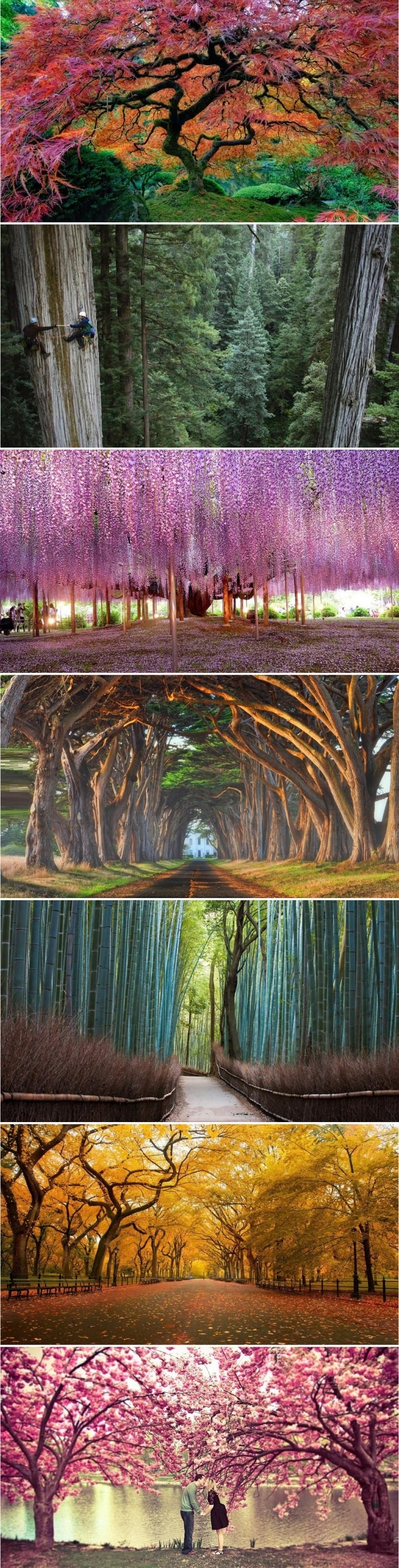 Beautiful trees