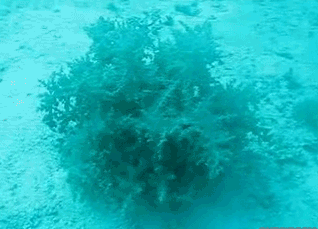 Strangest plant ever