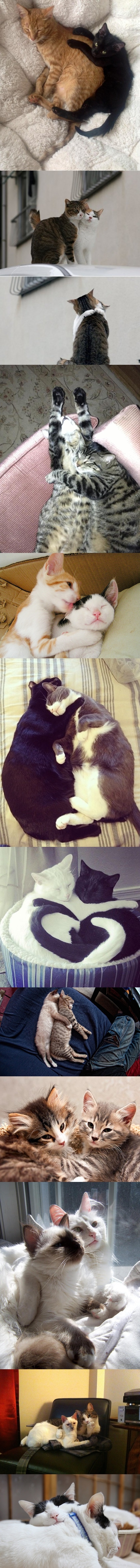 Cats that love each other
