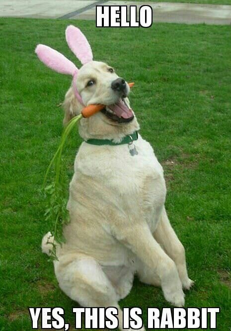 Hello yes, this is rabbit