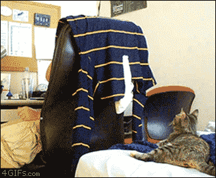 How to troll your cat