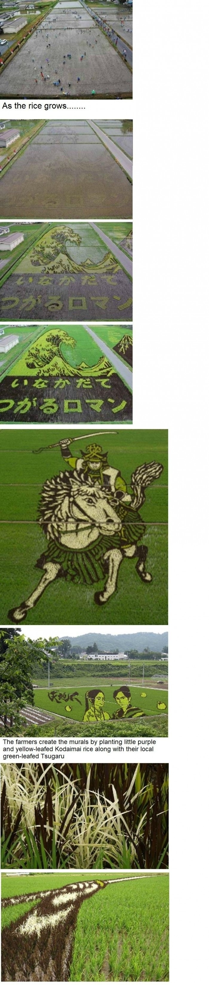 Rice Fields in Japan