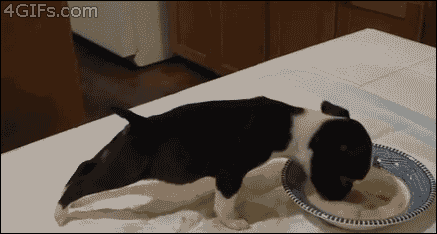 Puppy's forgetting gravity