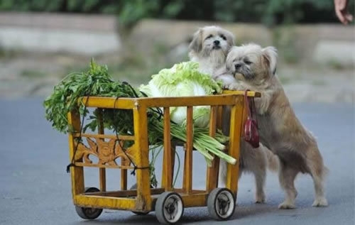 Doggy Grocery Shopping