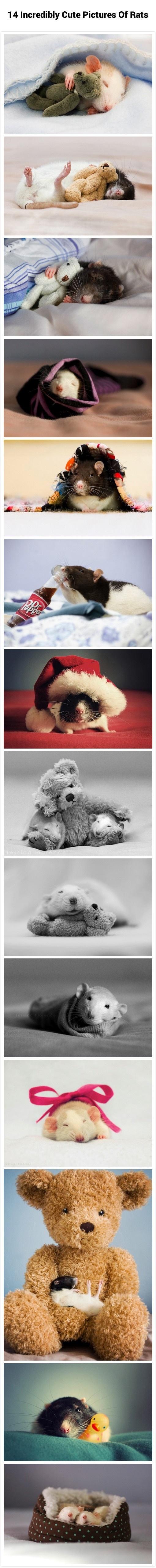 Cute pictures of rats