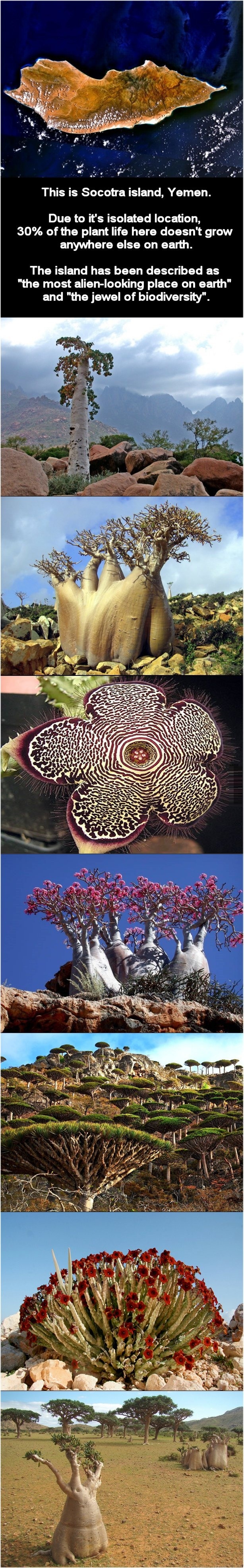 Island of Socotra