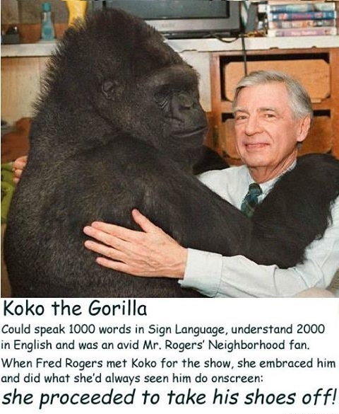 Koko The Gorilla