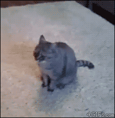 A cat playing dead