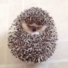 A cute little hedgehog