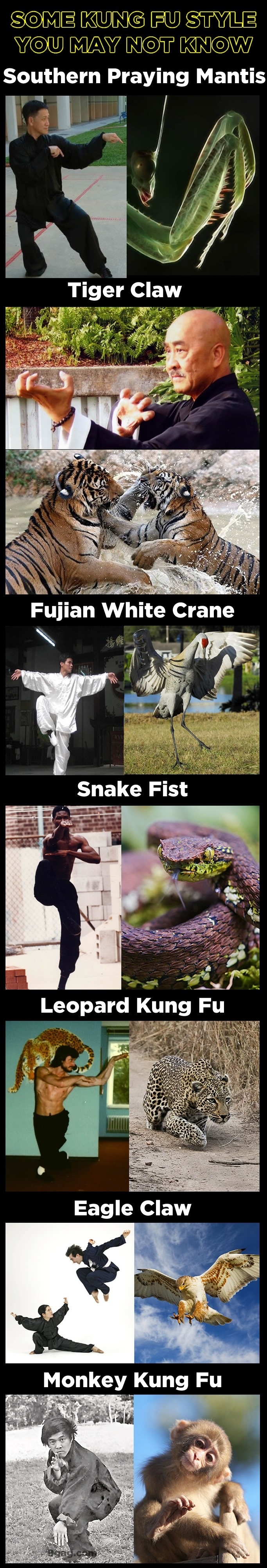Animal inspired Kung Fu