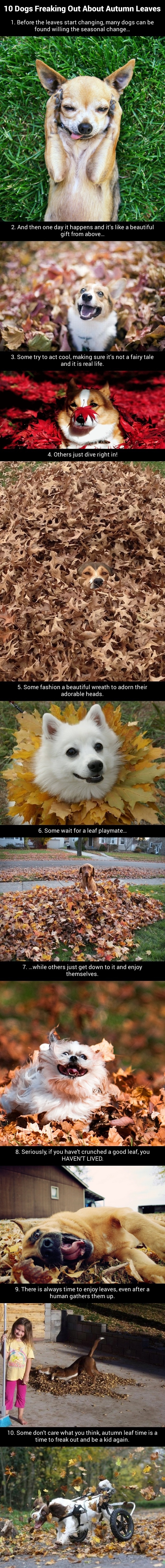 Dogs love autumn!