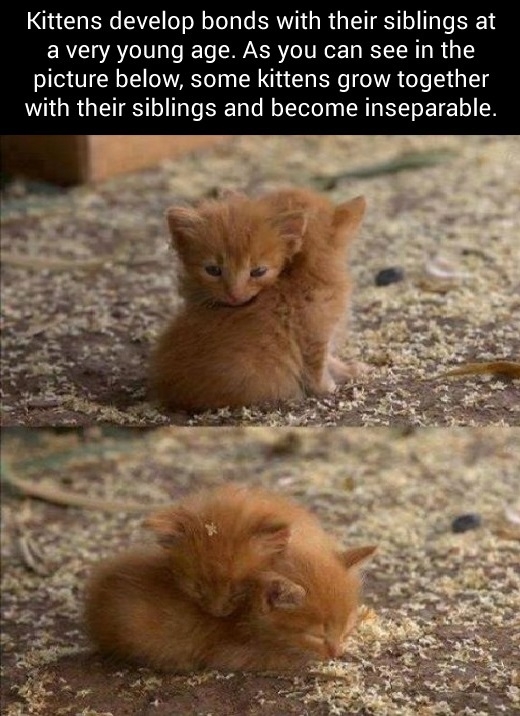 Extremely cute kittens