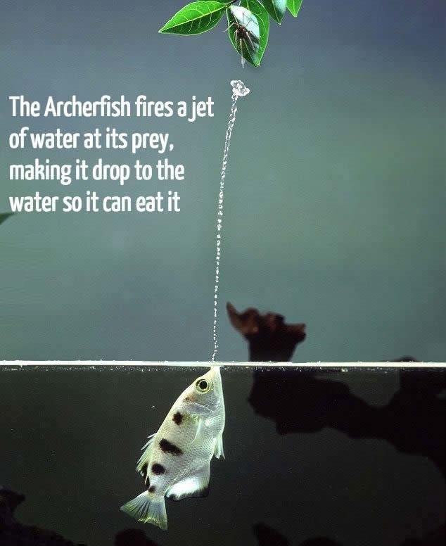 Archerfish