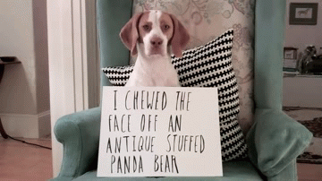 Best dog shaming ever!