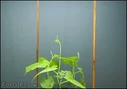 A vine growing