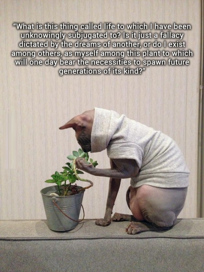 Steve the intellectual cat