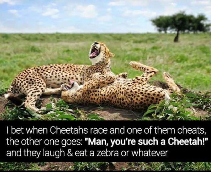 The Cheetahs Jokes