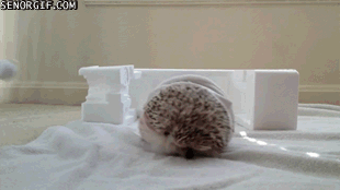 Wrecking hedgehog