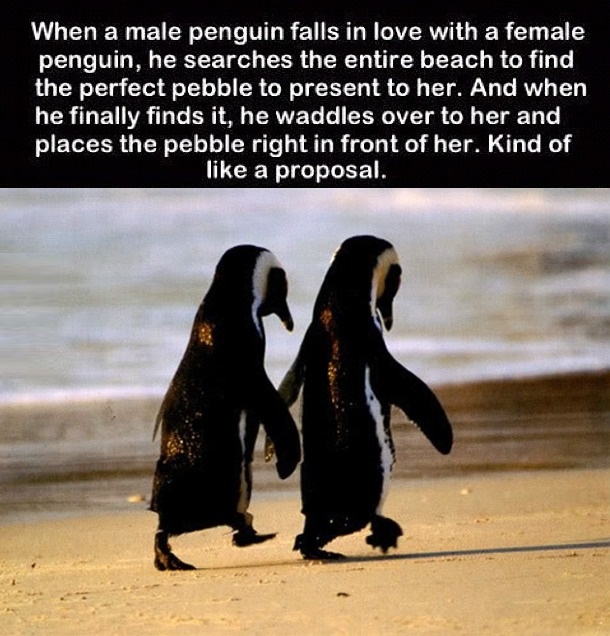 Penguin love