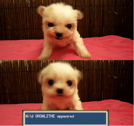 Cutest Pok�mon Ever