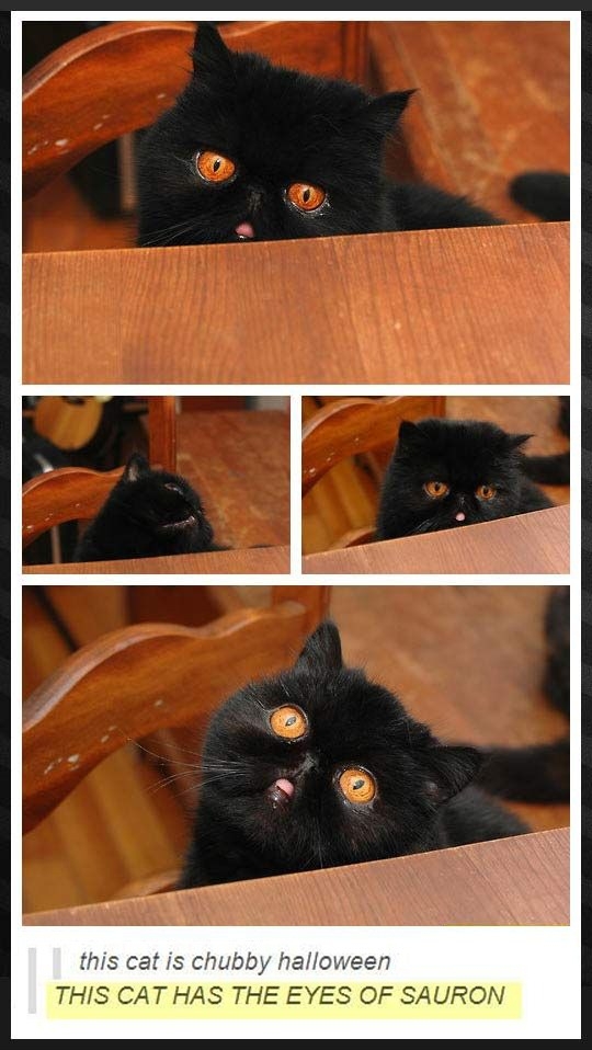 One Cat to rule them all