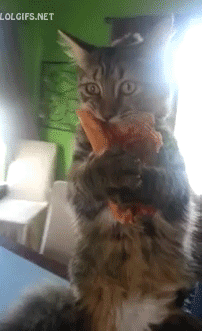 Nooo! That's mine!